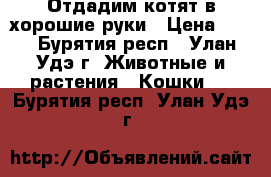 Отдадим котят в хорошие руки › Цена ­ 10 - Бурятия респ., Улан-Удэ г. Животные и растения » Кошки   . Бурятия респ.,Улан-Удэ г.